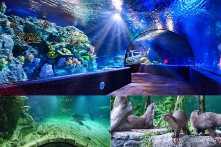 Angkor Wildlife and Aquarium